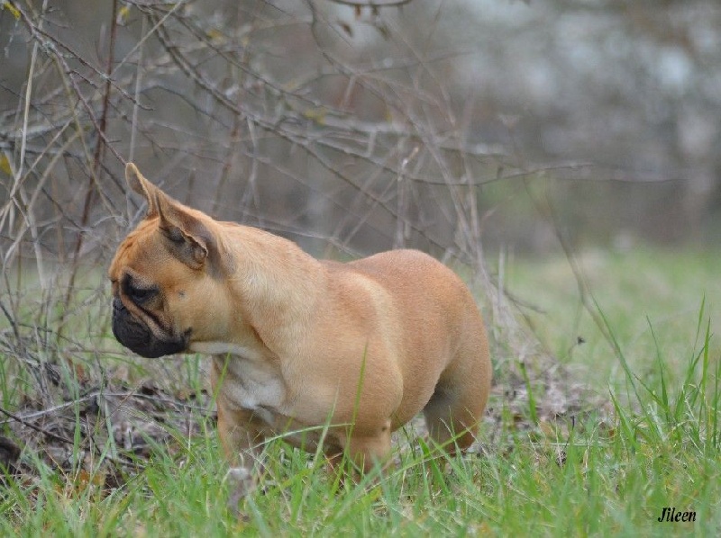 Jileen des dobs d'arnoline