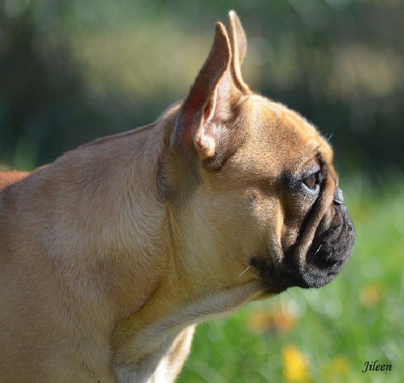 Jileen des dobs d'arnoline