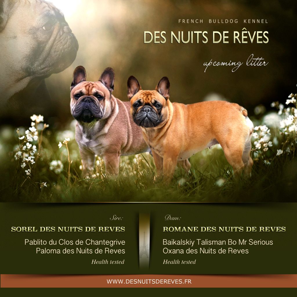 chiot Bouledogue français des Nuits de Reves