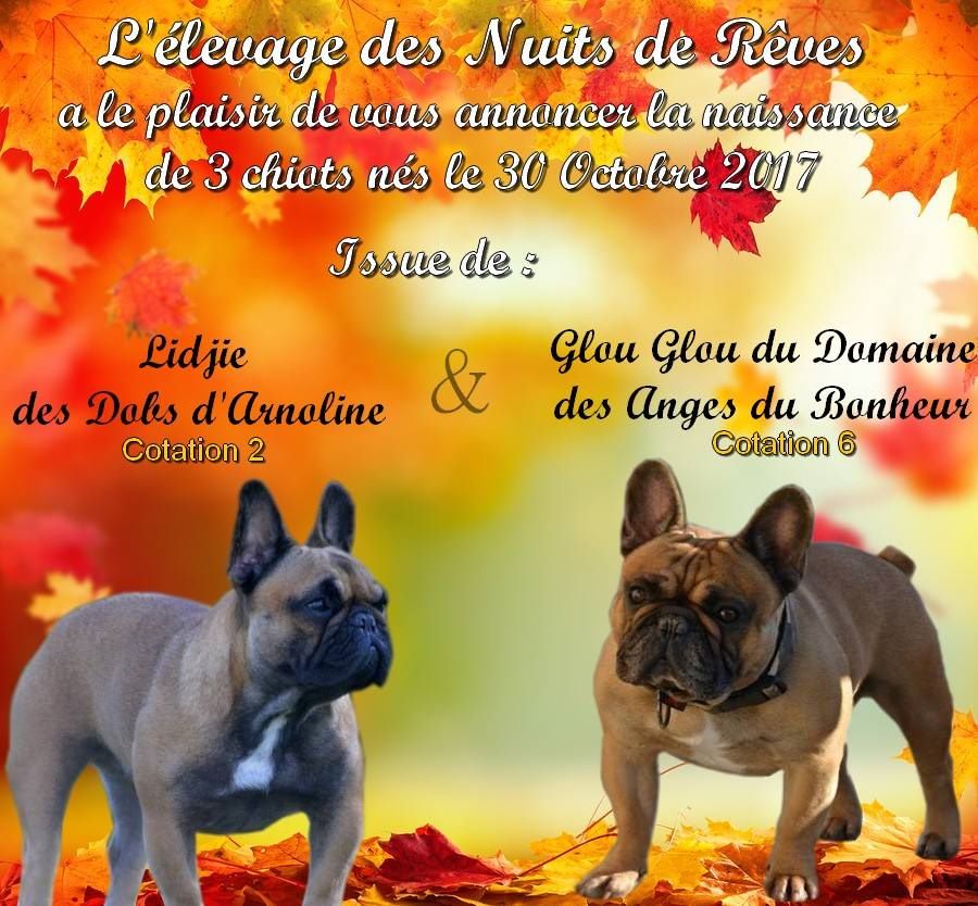 des Nuits de Reves - Bouledogue français - Portée née le 30/10/2017