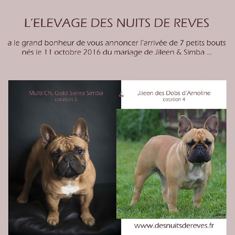 des Nuits de Reves - Bouledogue français - Portée née le 11/10/2016