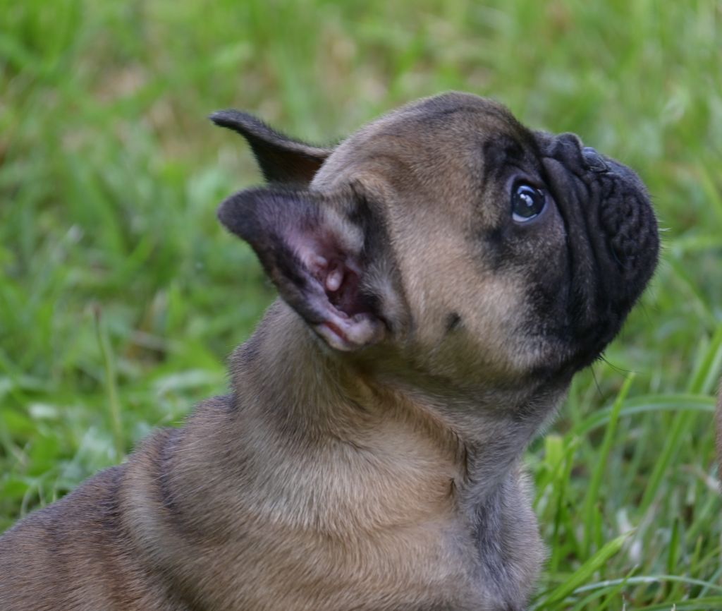 chiot Bouledogue français des Nuits de Reves