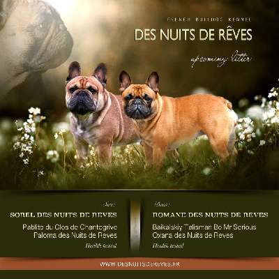 des Nuits de Reves - Bouledogue français - Portée née le 25/07/2024