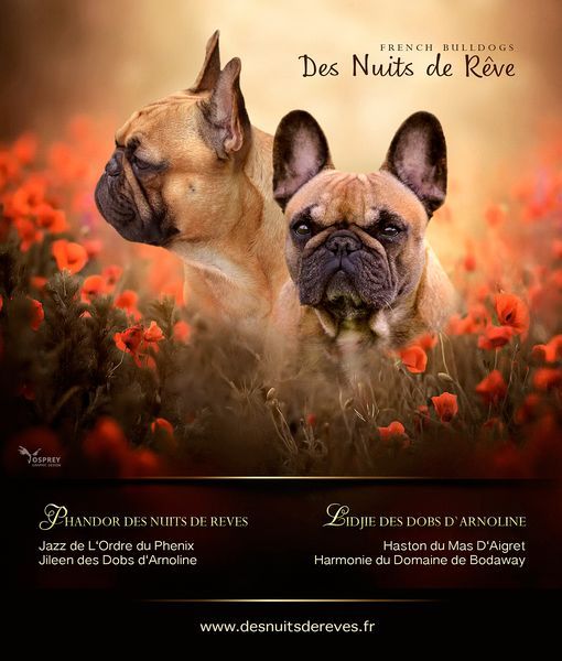 chiot Bouledogue français des Nuits de Reves