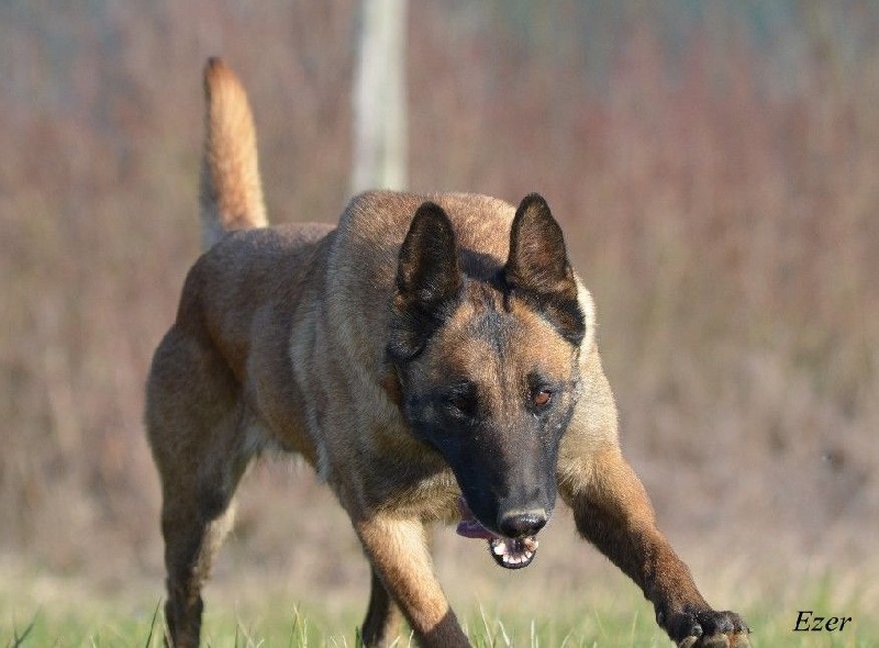 Ezer des Nuits de Reves