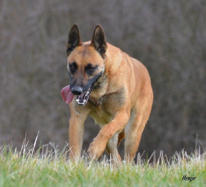 Hengie des Nuits de Reves
