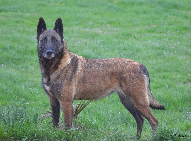 Dana des Nuits de Reves