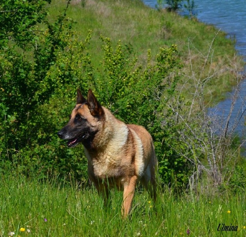 Ulmina des Nuits de Reves