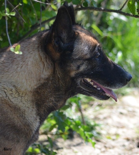 Aluna des Nuits de Reves