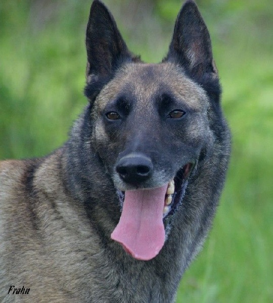 Frahn des Nuits de Reves