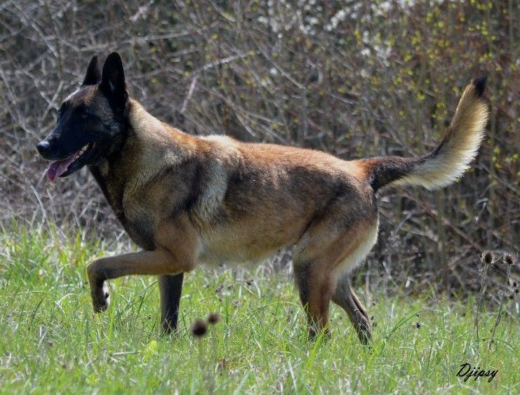 Djipsy des Nuits de Reves