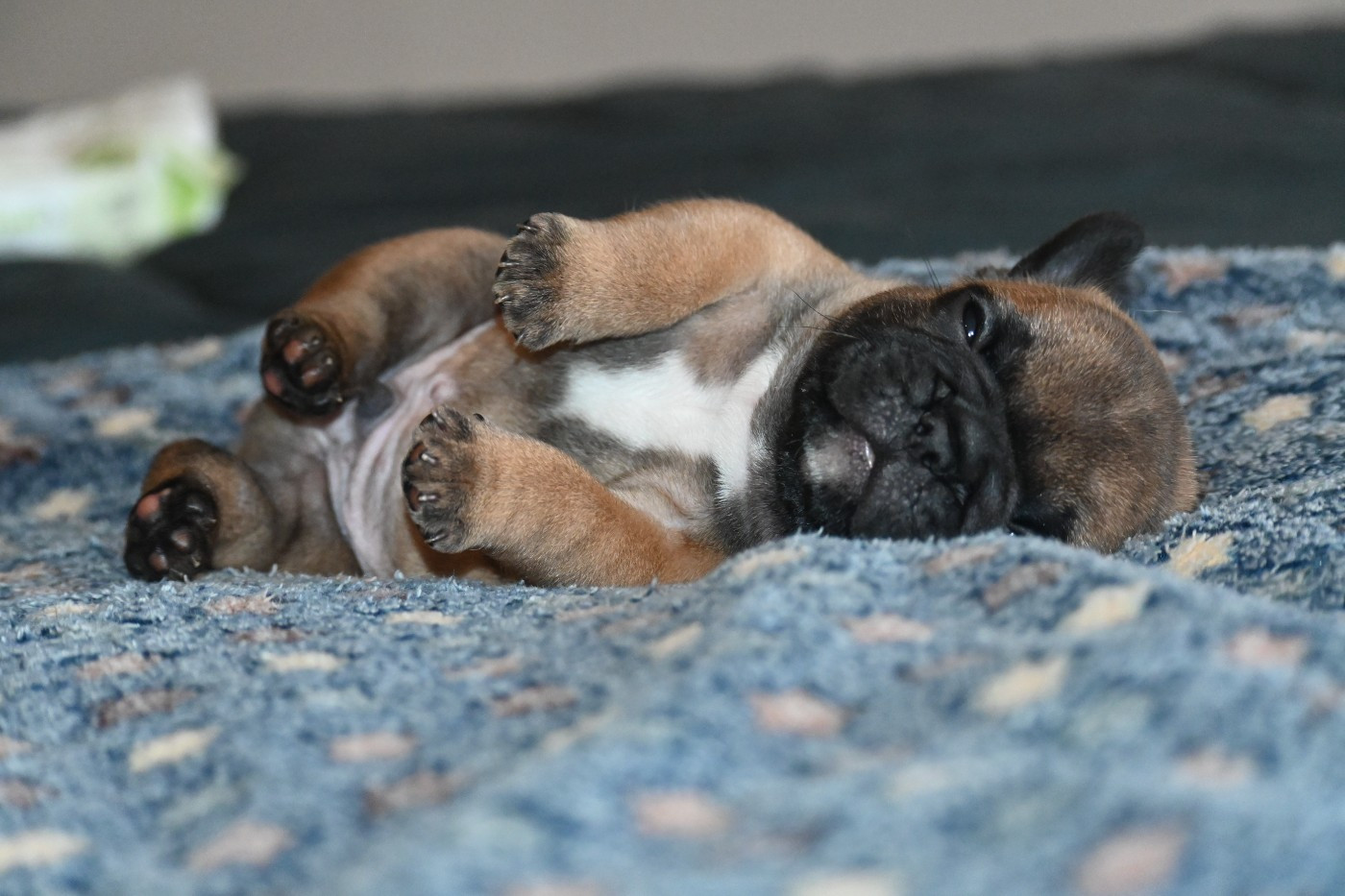 Chiots disponibles de Romane & Tony