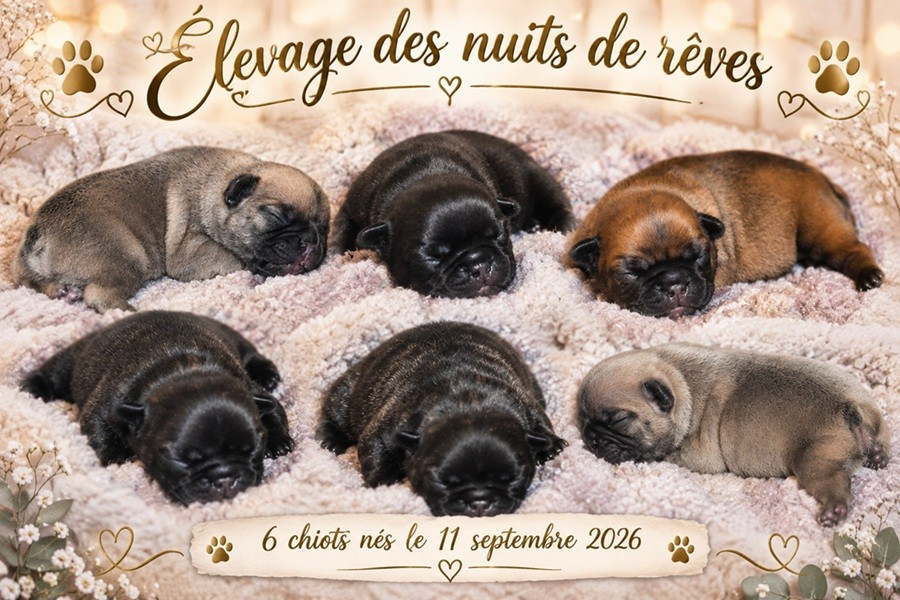 Les 6 chiots de Uzhia & U'zzi sont nés le 11 septembre 2026