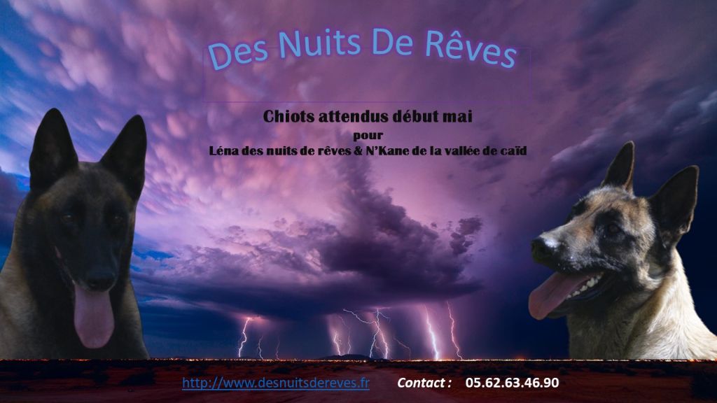 des Nuits de Reves - Saillie Léna & N'Kane