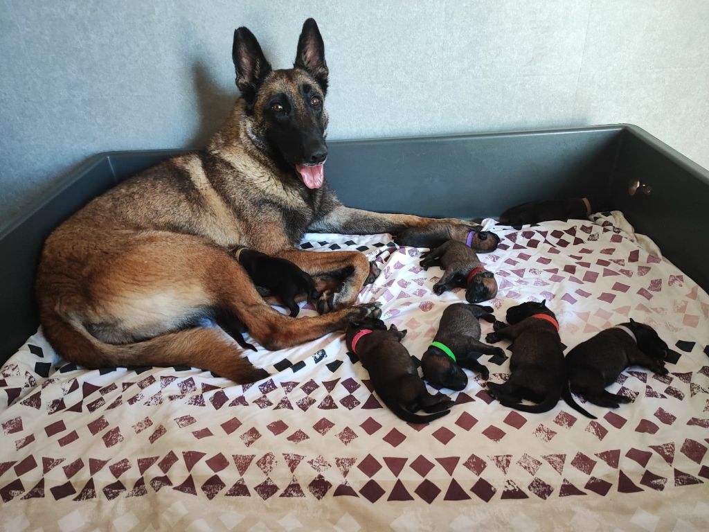 des Nuits de Reves - Les 9 chiots de Maïra et N'kane sont nés le 12 septembre 2022