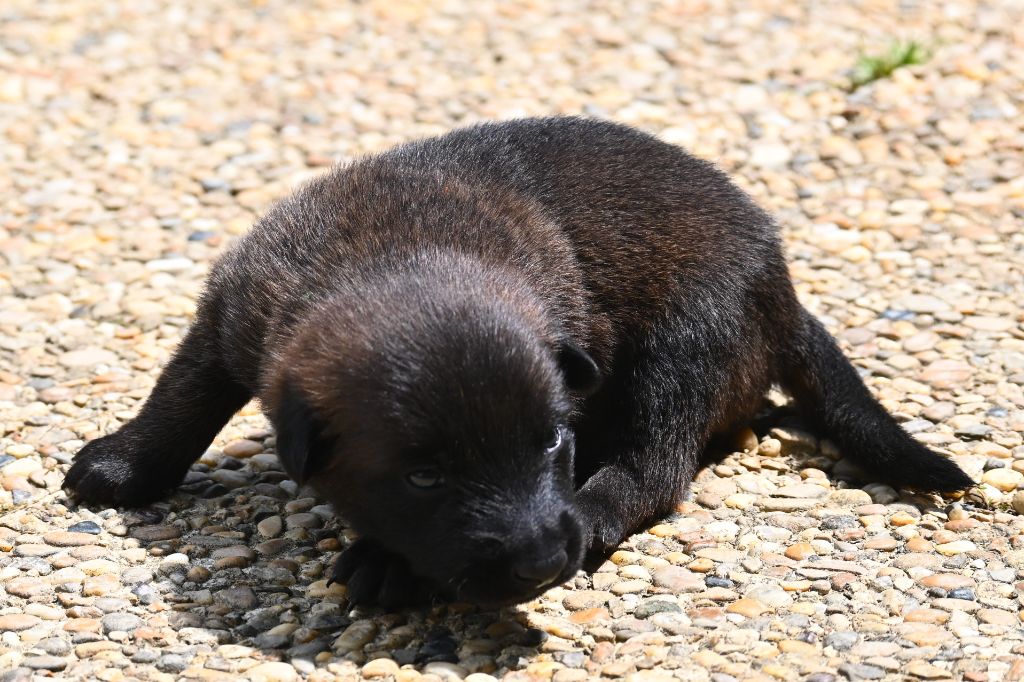 des Nuits de Reves - Chiots disponibles - Berger Belge