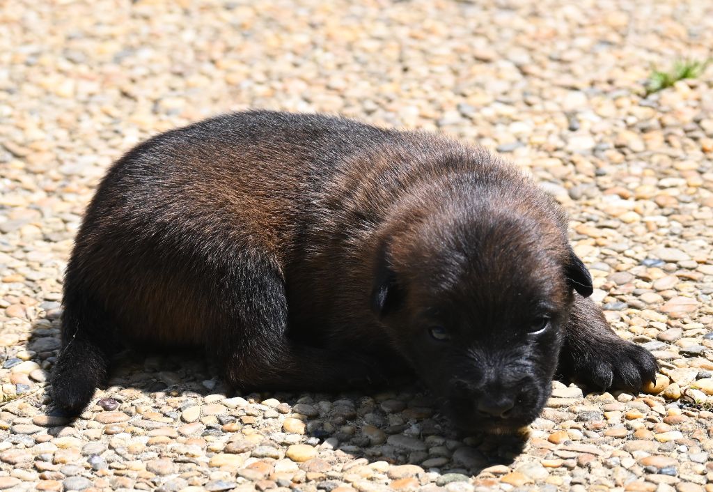 des Nuits de Reves - Chiots disponibles - Berger Belge