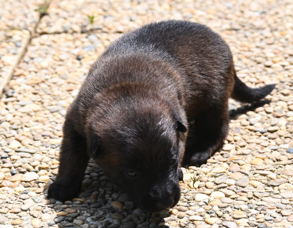 des Nuits de Reves - Chiots disponibles - Berger Belge