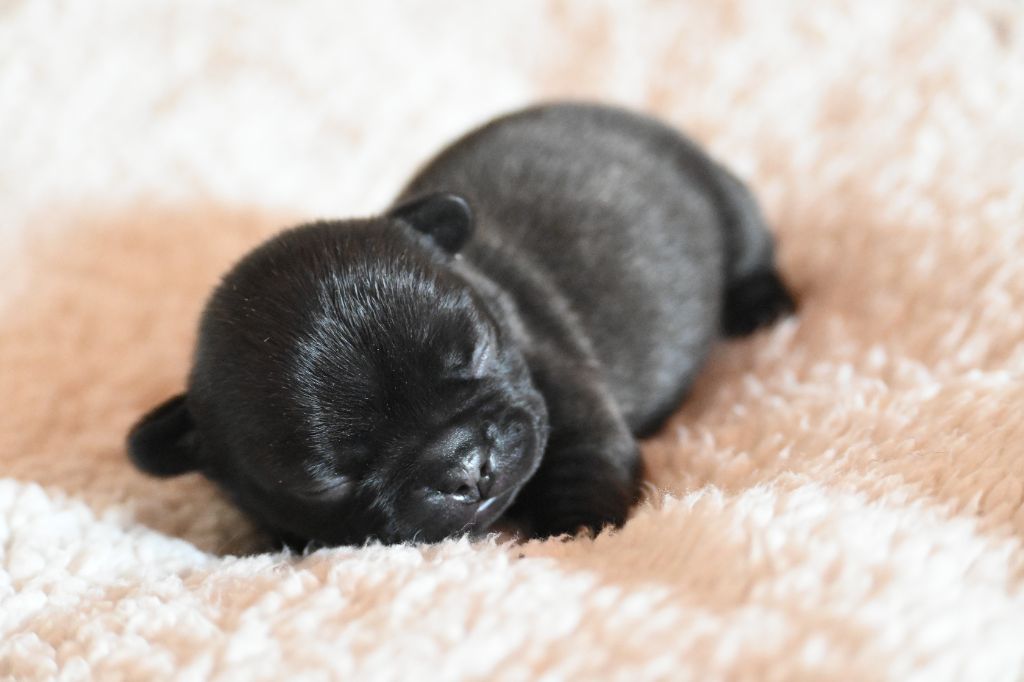 des Nuits de Reves - Chiots disponibles - Bouledogue français