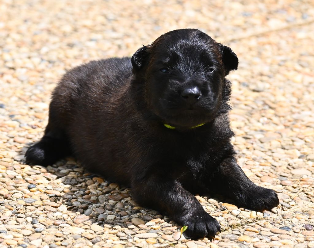 des Nuits de Reves - Chiots disponibles - Berger Belge