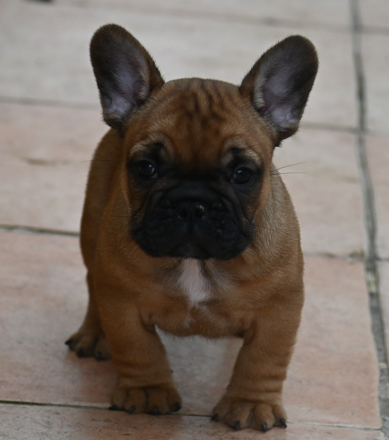 des Nuits de Reves - Bouledogue français - Portée née le 26/10/2025