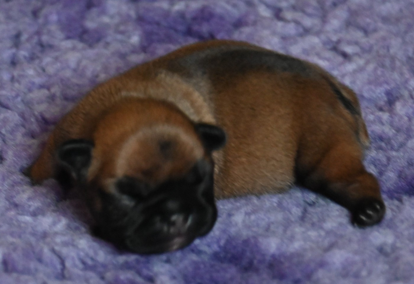 des Nuits de Reves - Chiots disponibles - Bouledogue français
