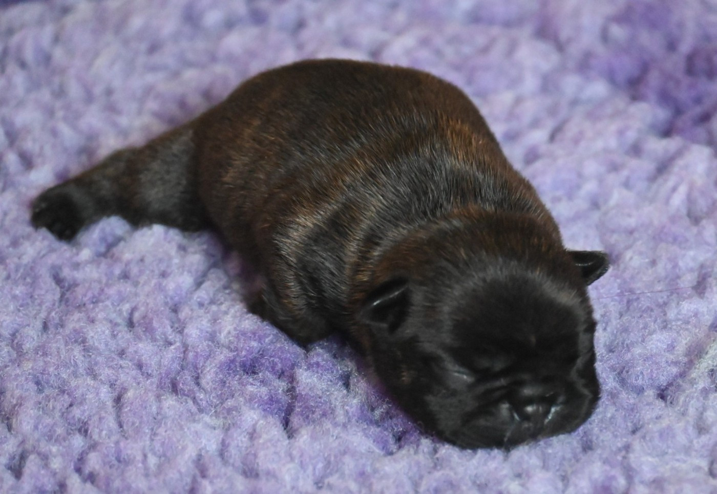 des Nuits de Reves - Chiots disponibles - Bouledogue français
