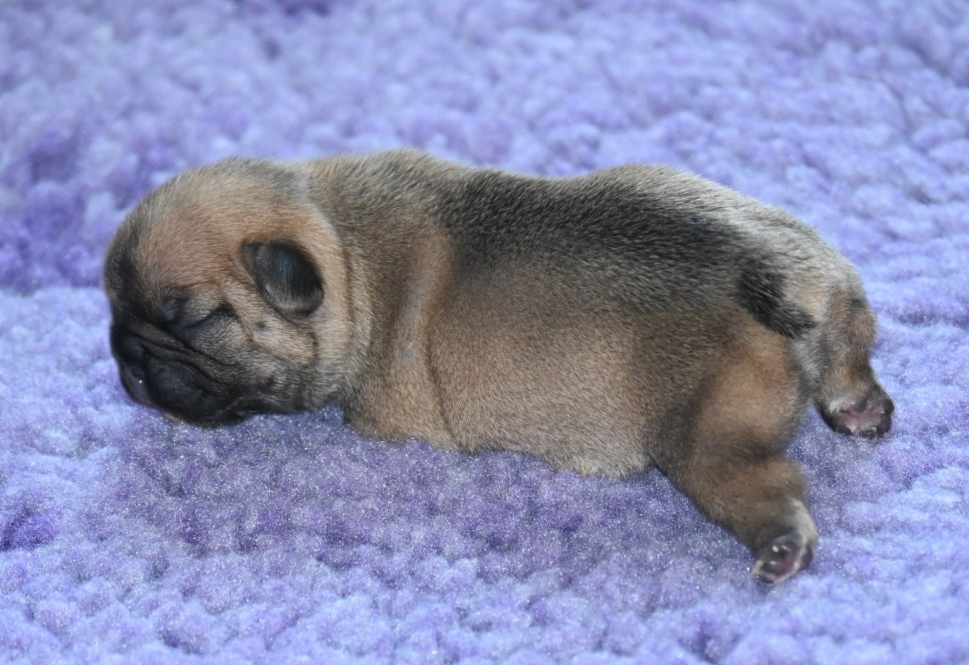 des Nuits de Reves - Chiots disponibles - Bouledogue français