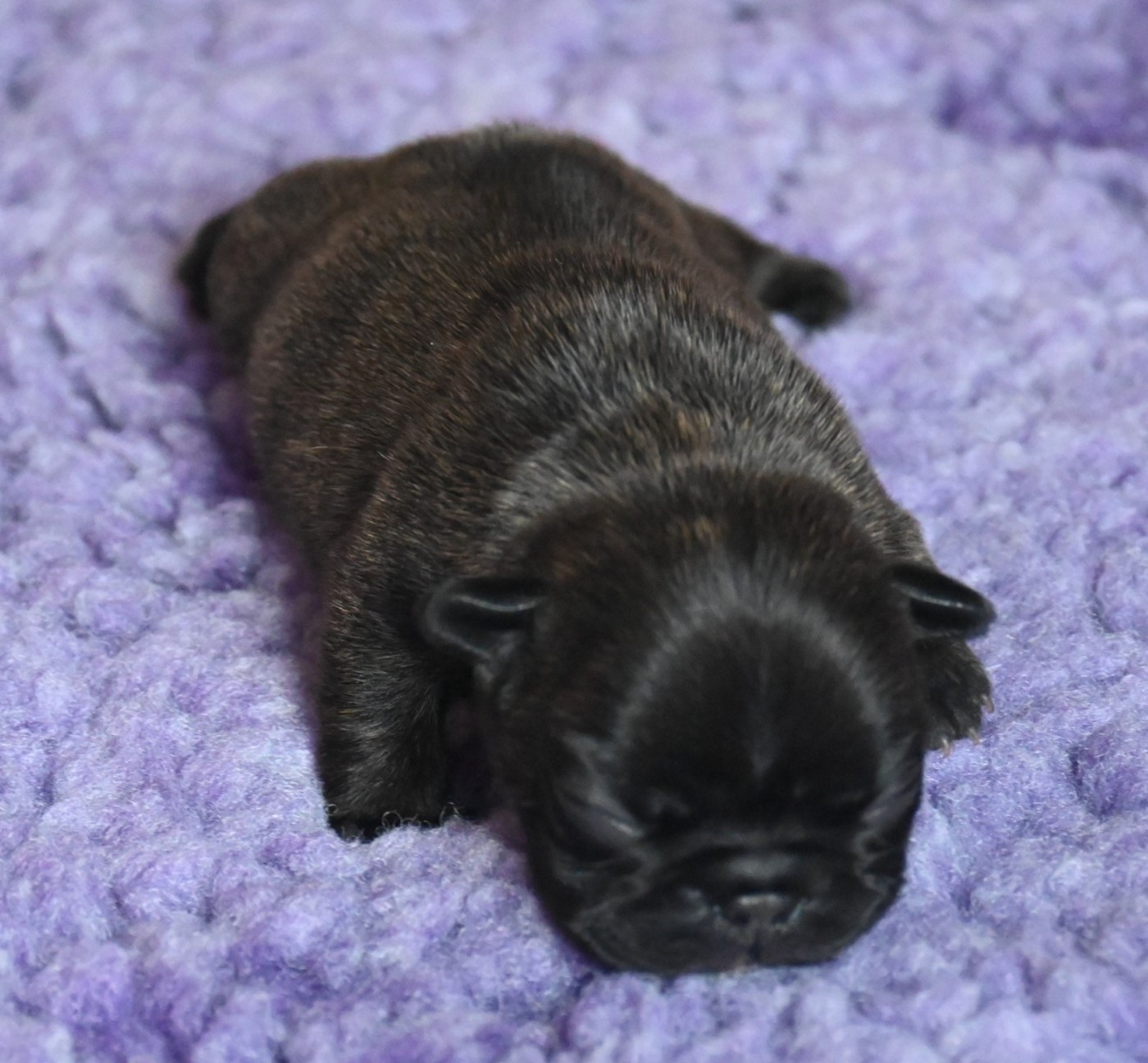 des Nuits de Reves - Chiots disponibles - Bouledogue français