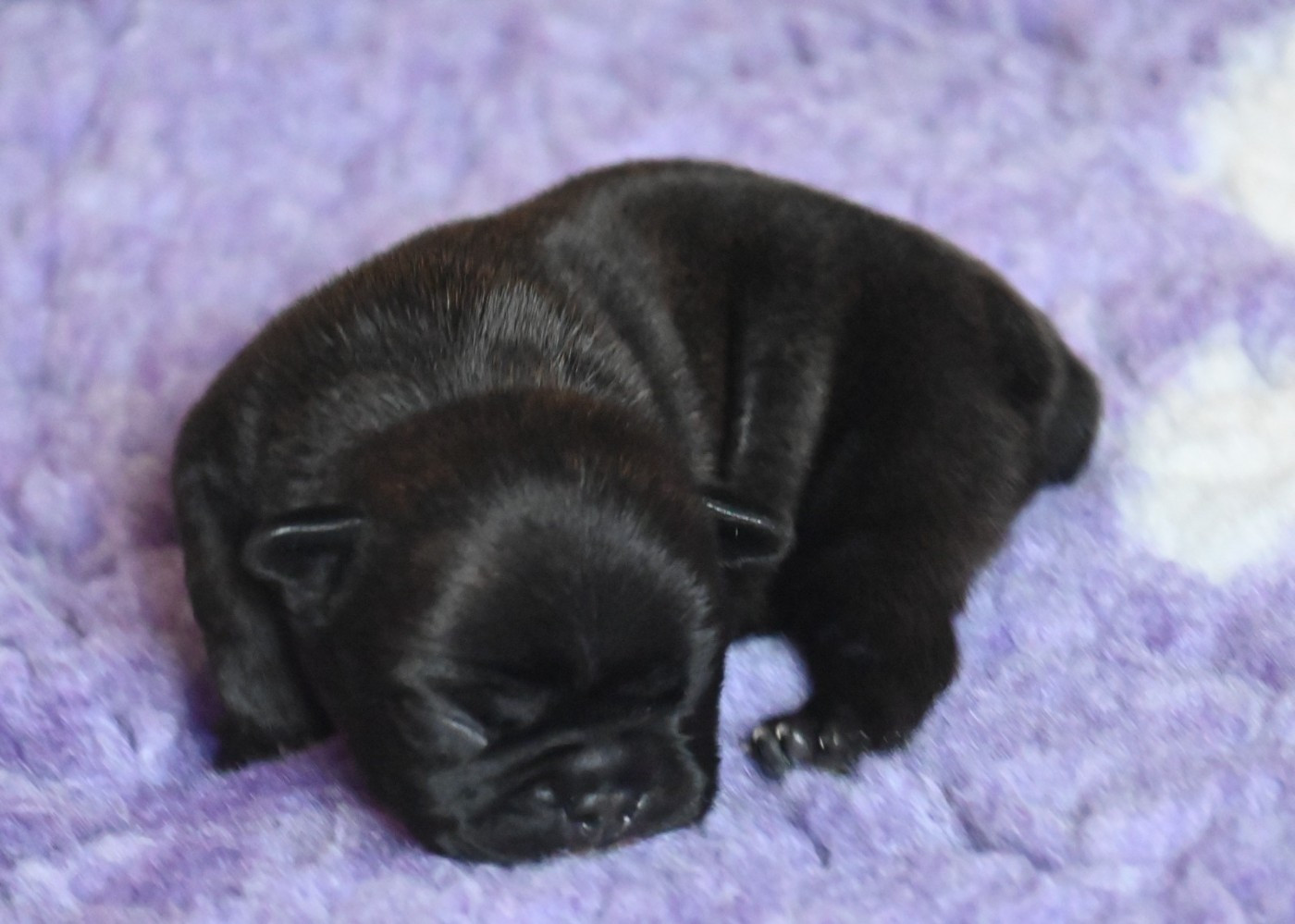 des Nuits de Reves - Chiots disponibles - Bouledogue français