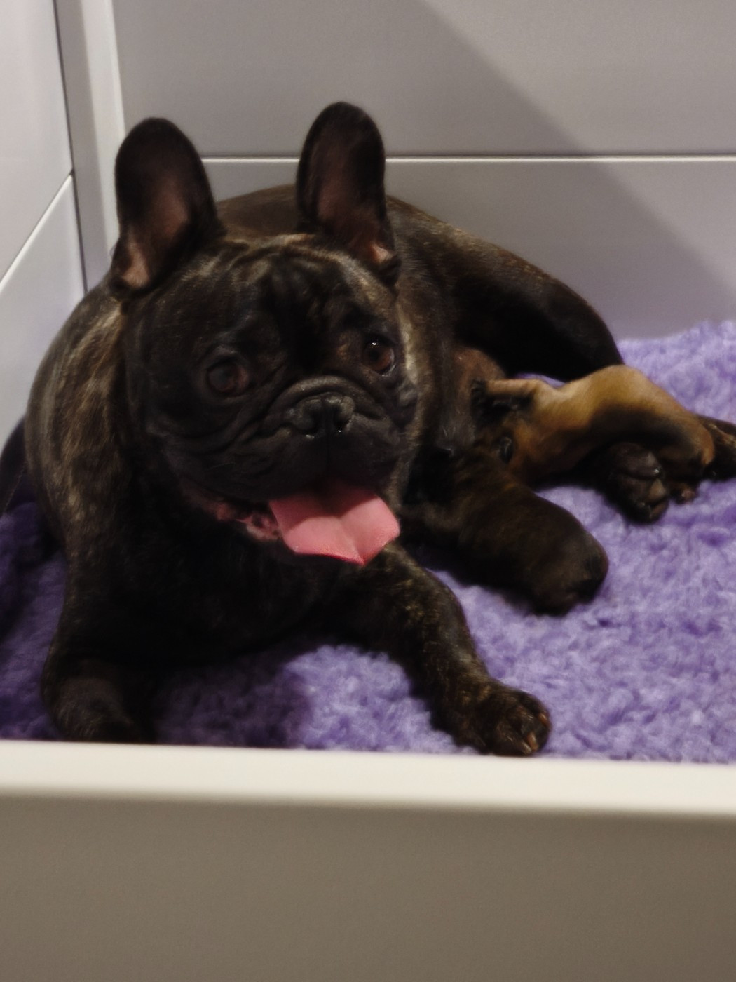 Chiot Bouledogue français des Nuits de Reves