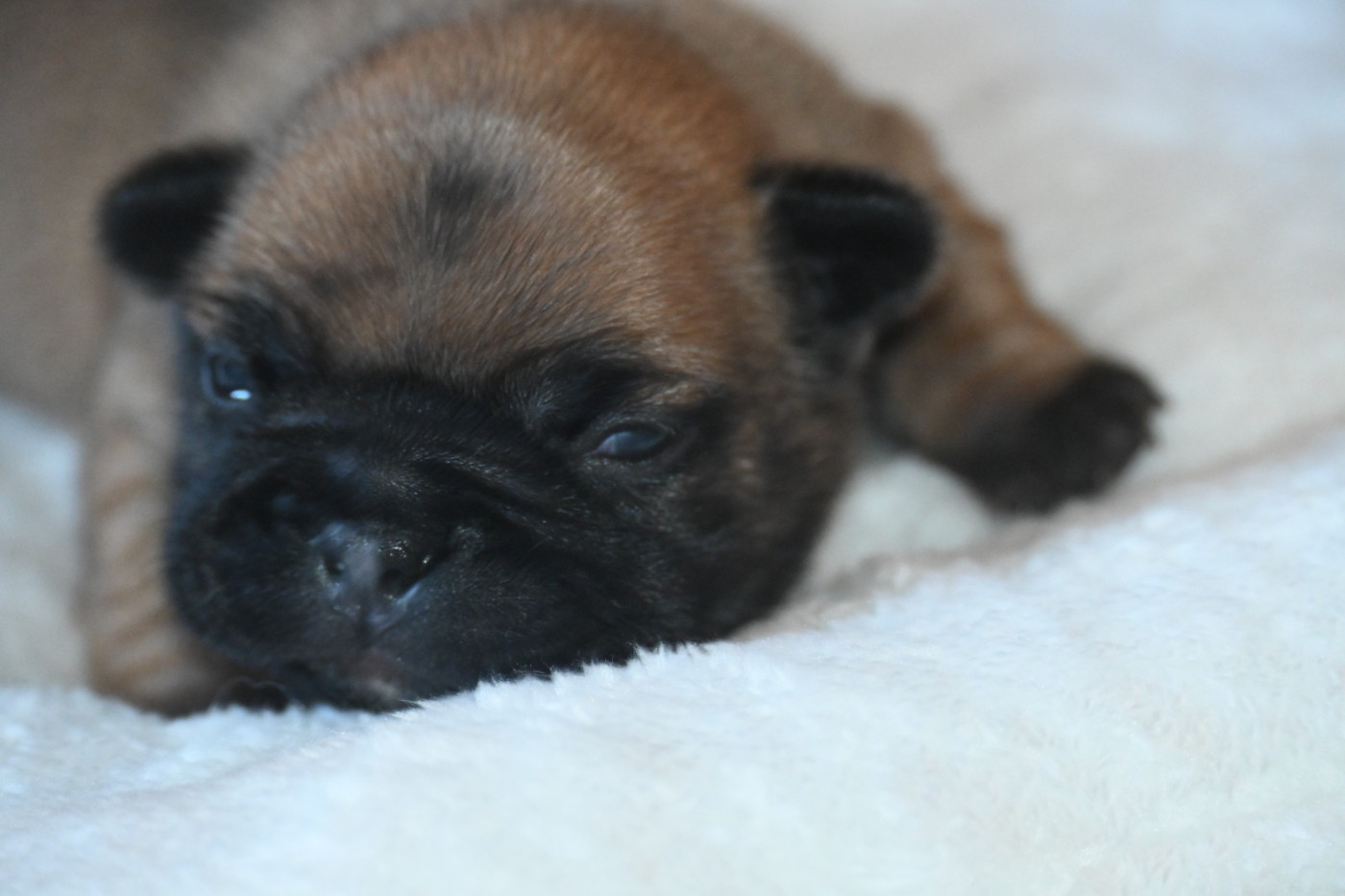 des Nuits de Reves - Chiots disponibles - Bouledogue français