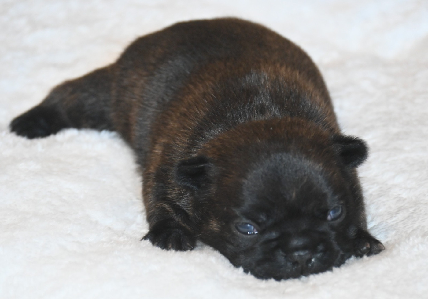 des Nuits de Reves - Chiots disponibles - Bouledogue français