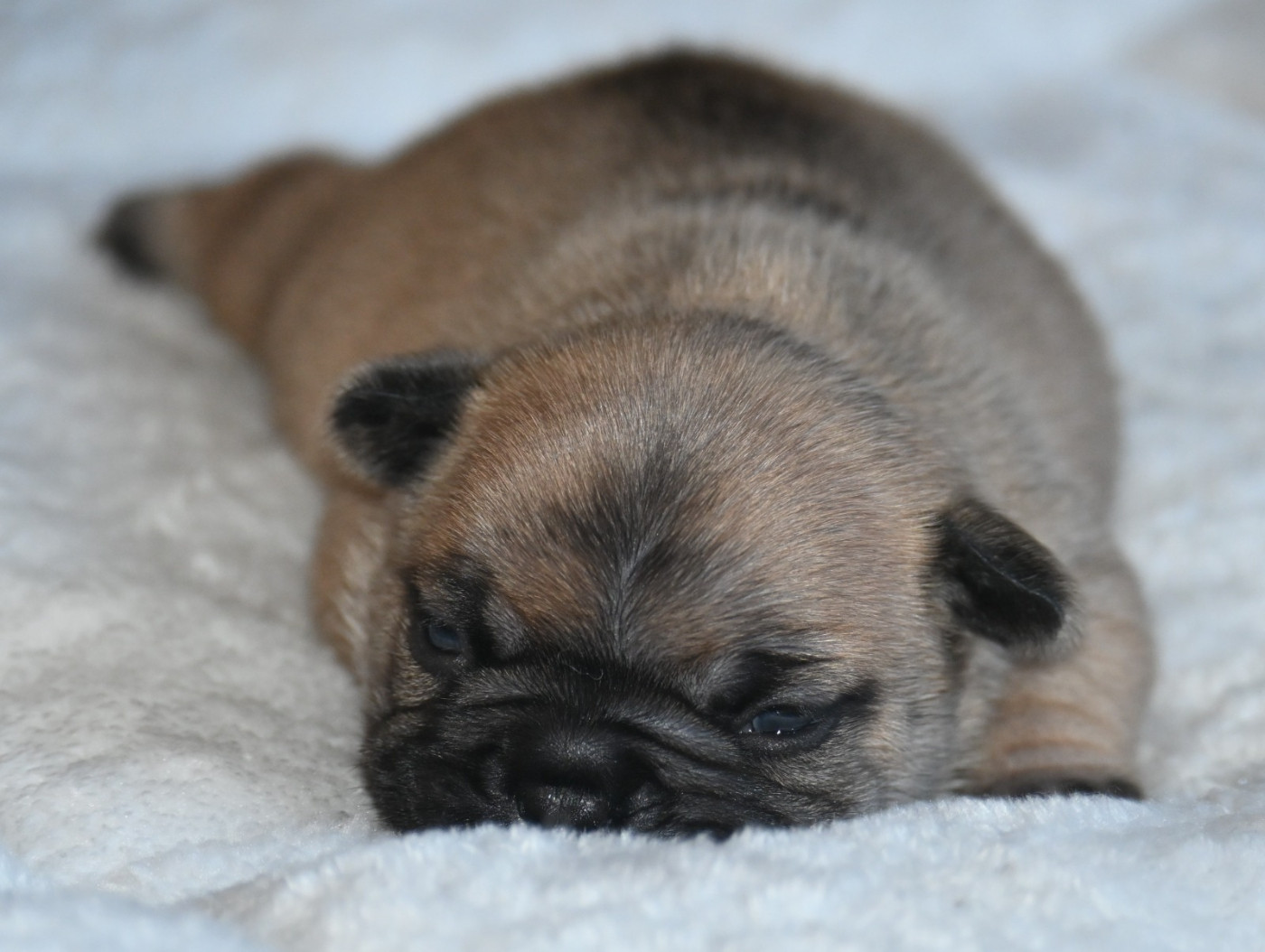 des Nuits de Reves - Chiots disponibles - Bouledogue français