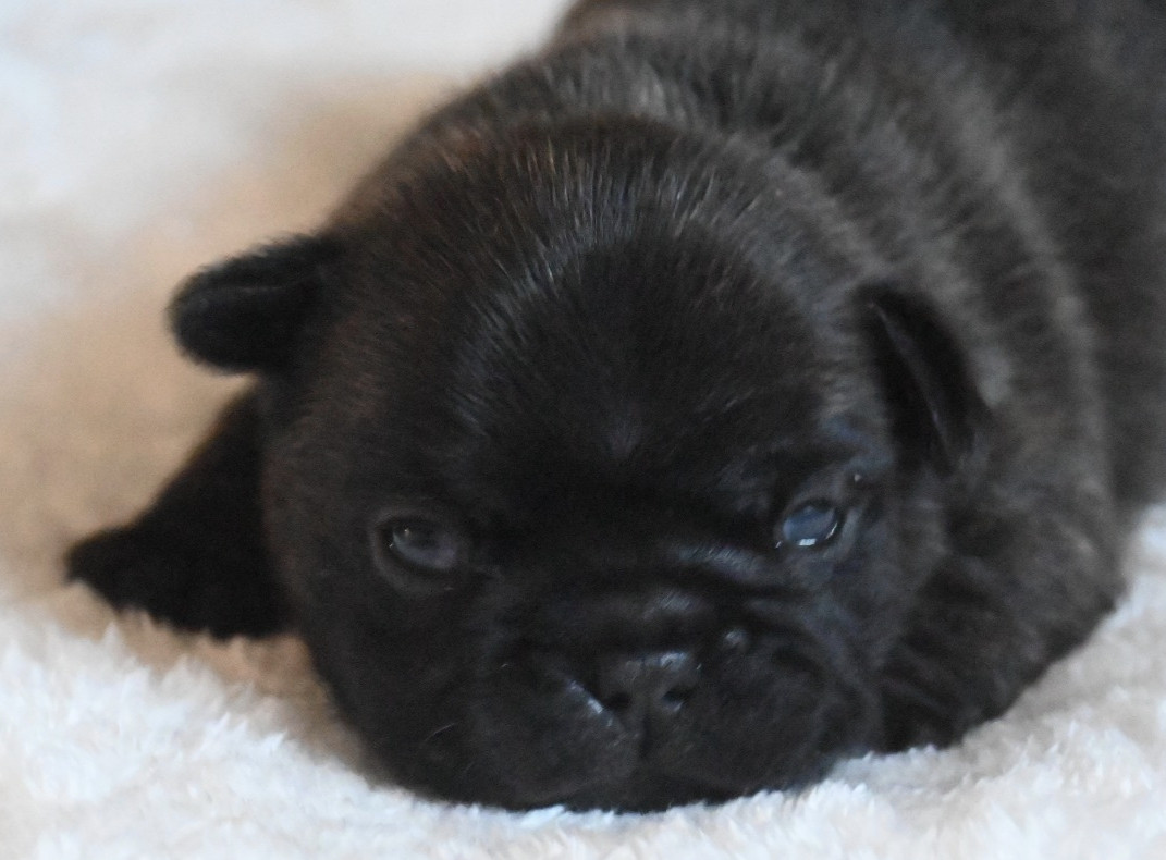 des Nuits de Reves - Chiots disponibles - Bouledogue français