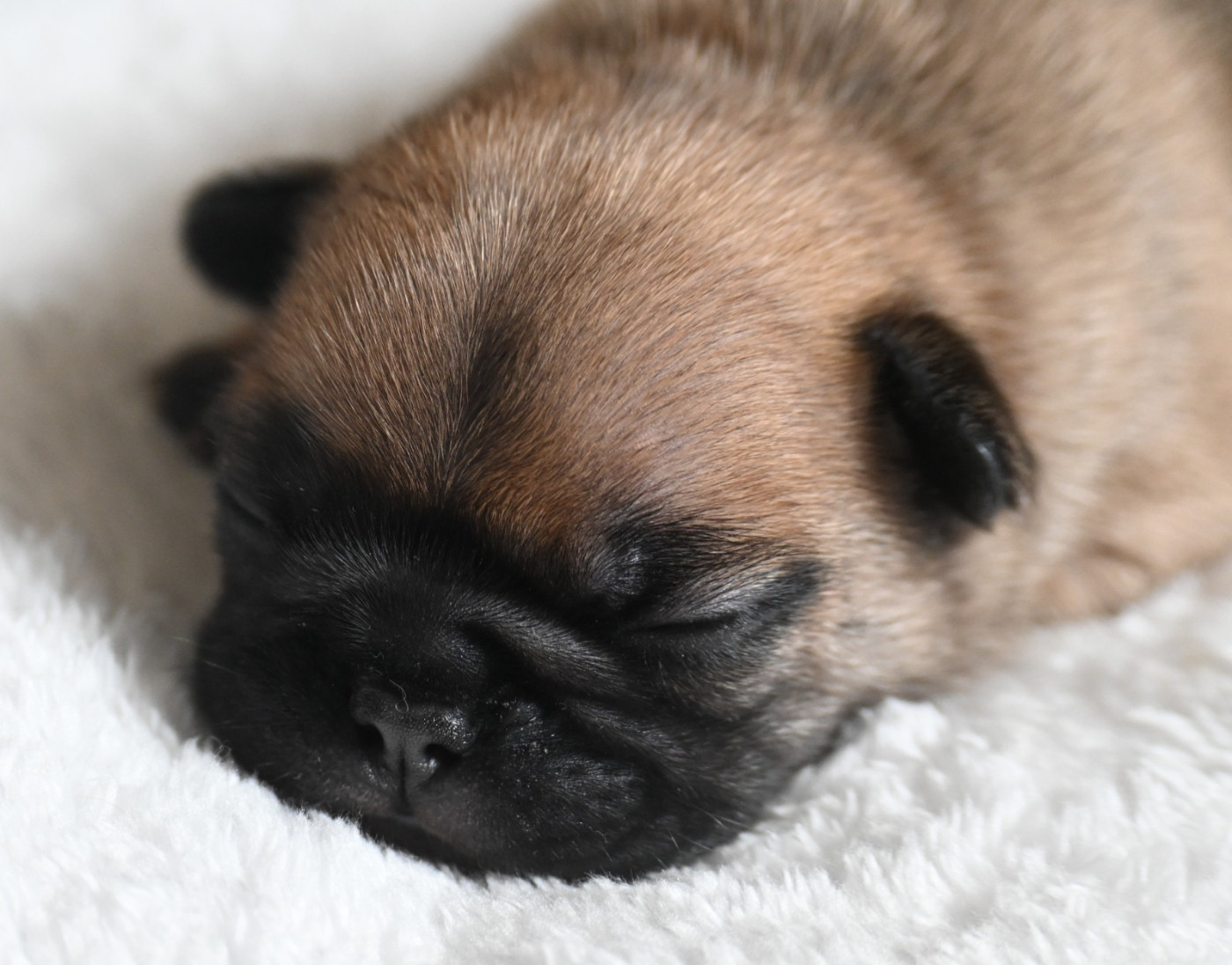 des Nuits de Reves - Chiots disponibles - Bouledogue français