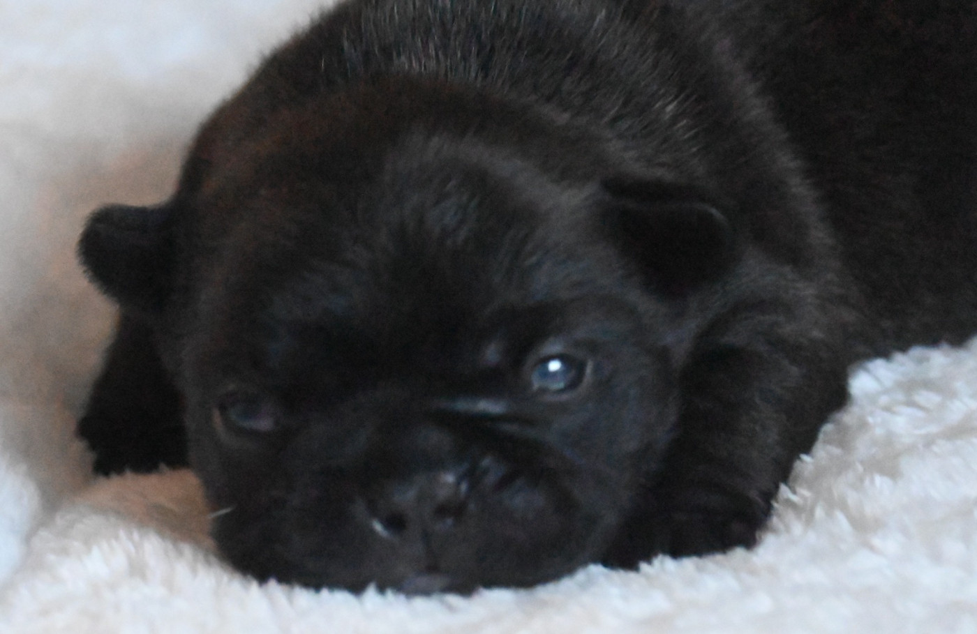 des Nuits de Reves - Chiots disponibles - Bouledogue français