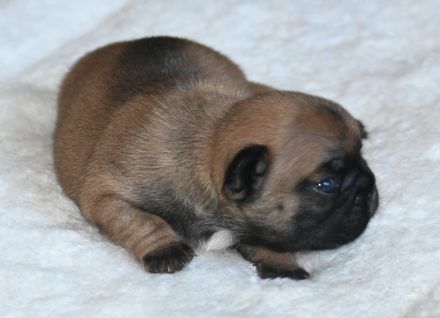 des Nuits de Reves - Chiots disponibles - Bouledogue français
