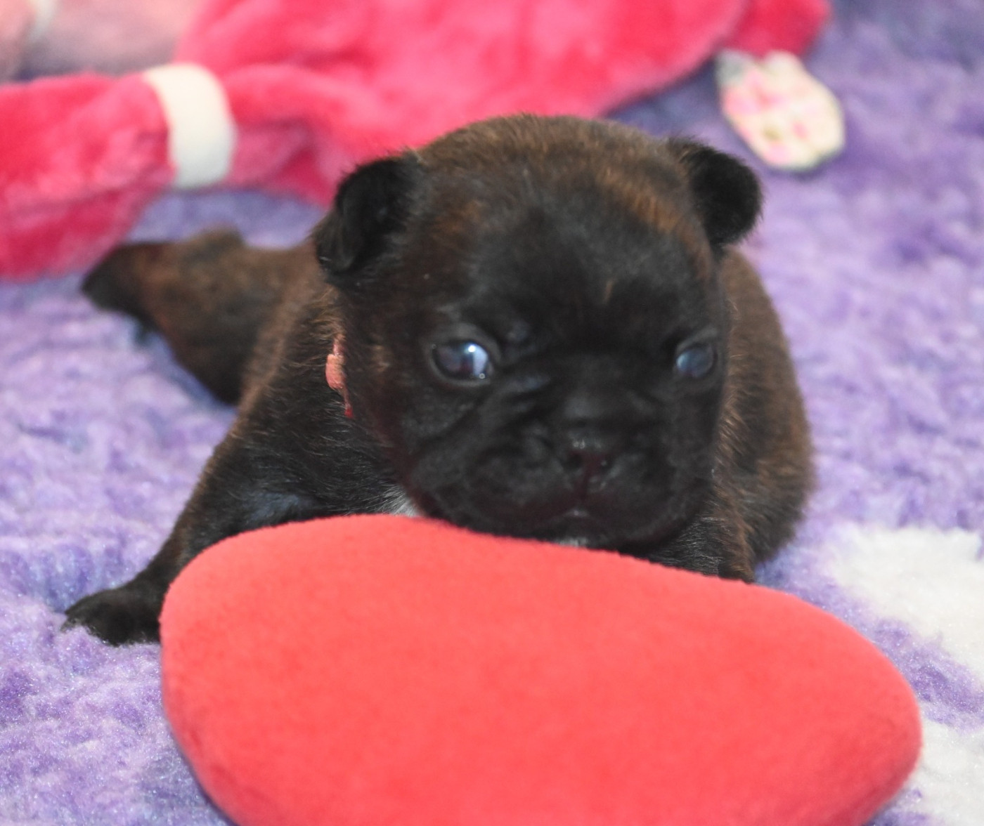 des Nuits de Reves - Chiots disponibles - Bouledogue français