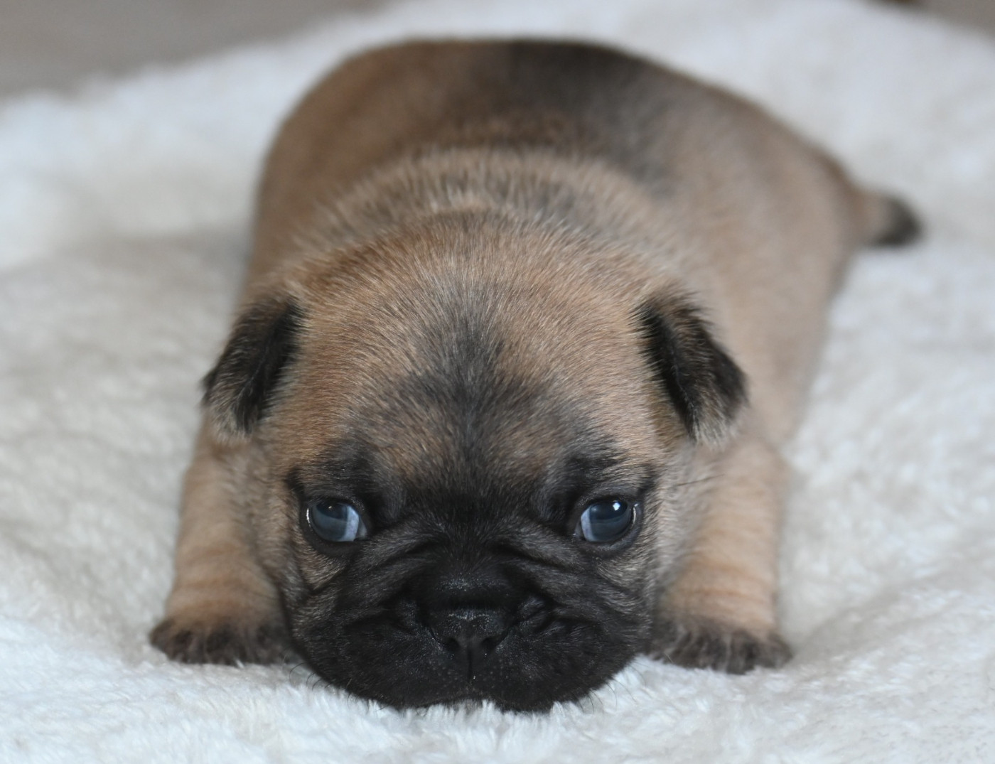 des Nuits de Reves - Chiots disponibles - Bouledogue français