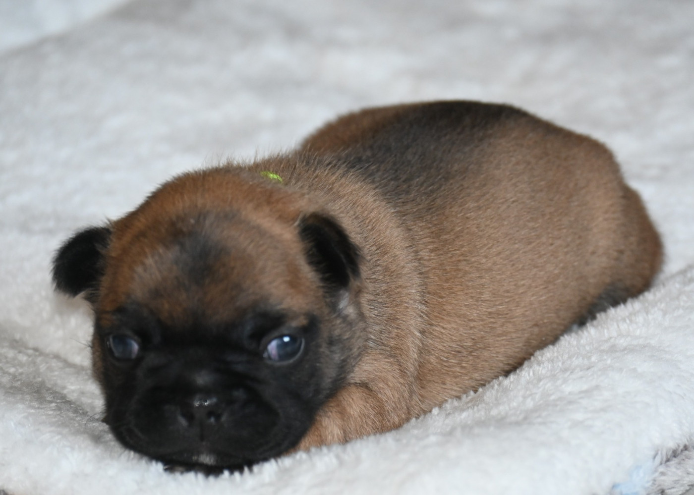 des Nuits de Reves - Chiots disponibles - Bouledogue français