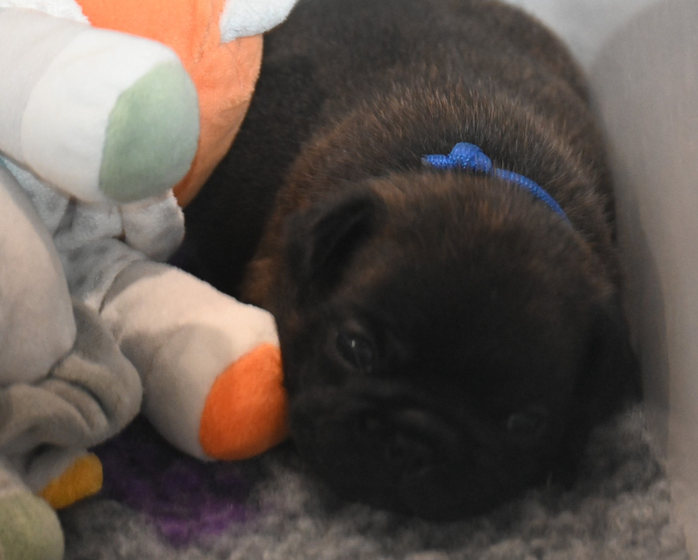 des Nuits de Reves - Chiots disponibles - Bouledogue français