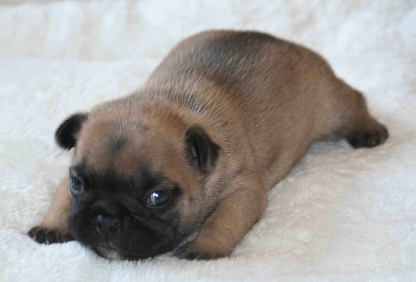 des Nuits de Reves - Chiots disponibles - Bouledogue français
