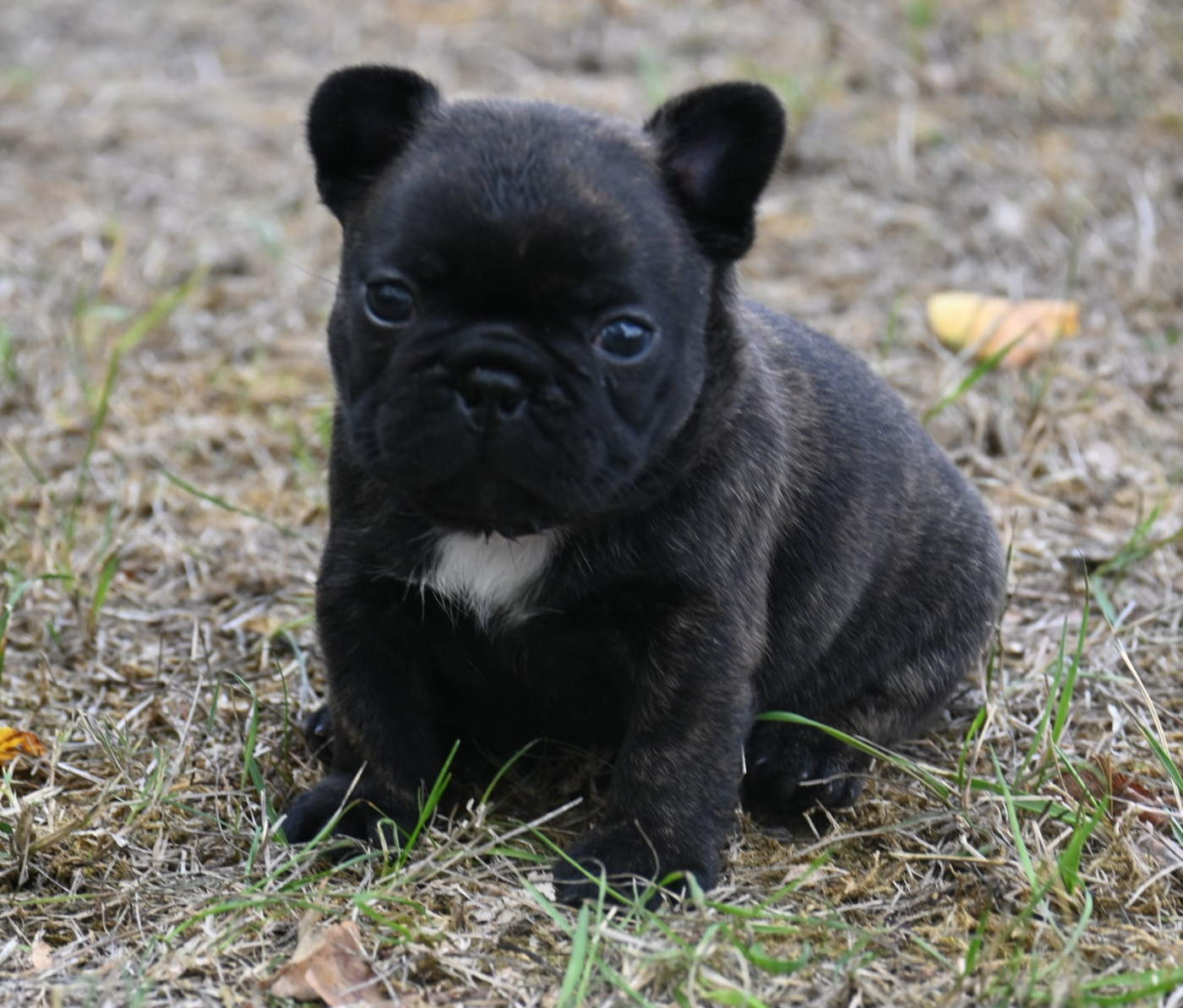 des Nuits de Reves - Chiots disponibles - Bouledogue français