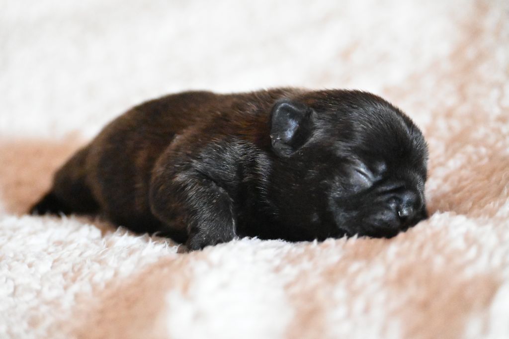 des Nuits de Reves - Chiots disponibles - Bouledogue français