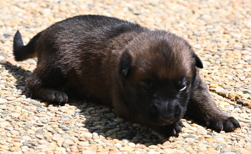 des Nuits de Reves - Chiots disponibles - Berger Belge