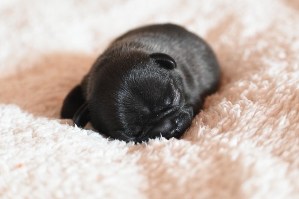 des Nuits de Reves - Chiots disponibles - Bouledogue français