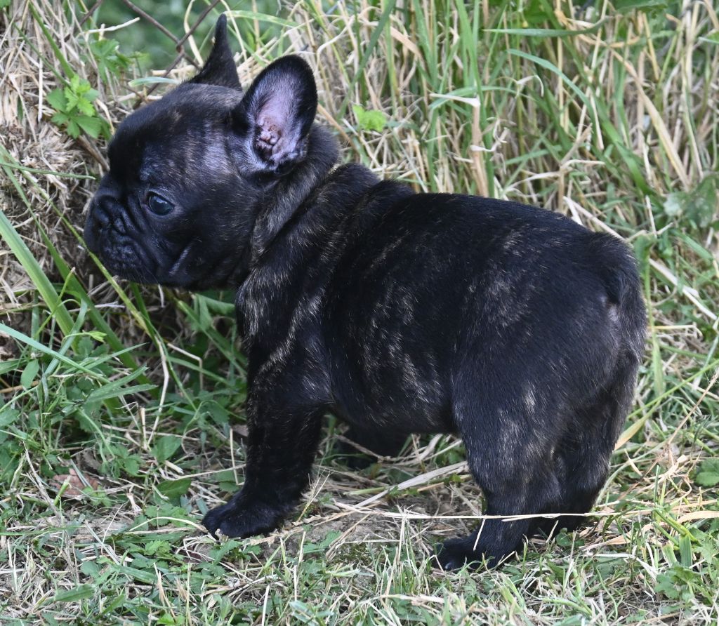 des Nuits de Reves - Chiots disponibles - Bouledogue français