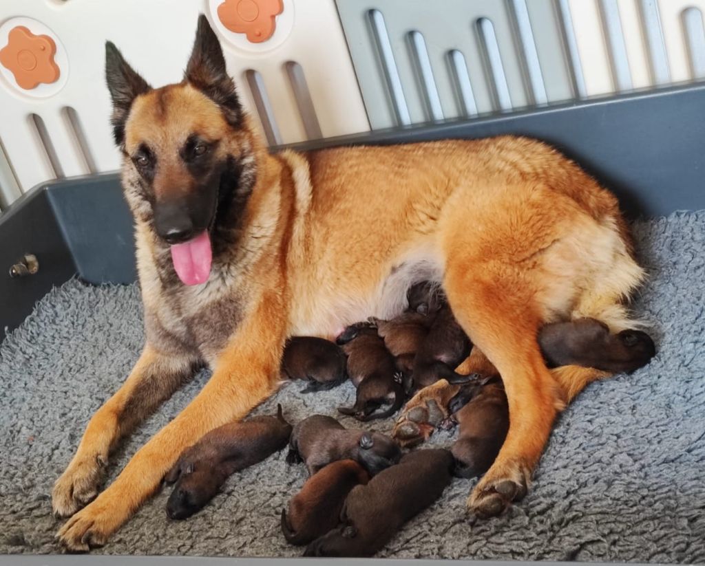 Chiot Berger Belge des Nuits de Reves