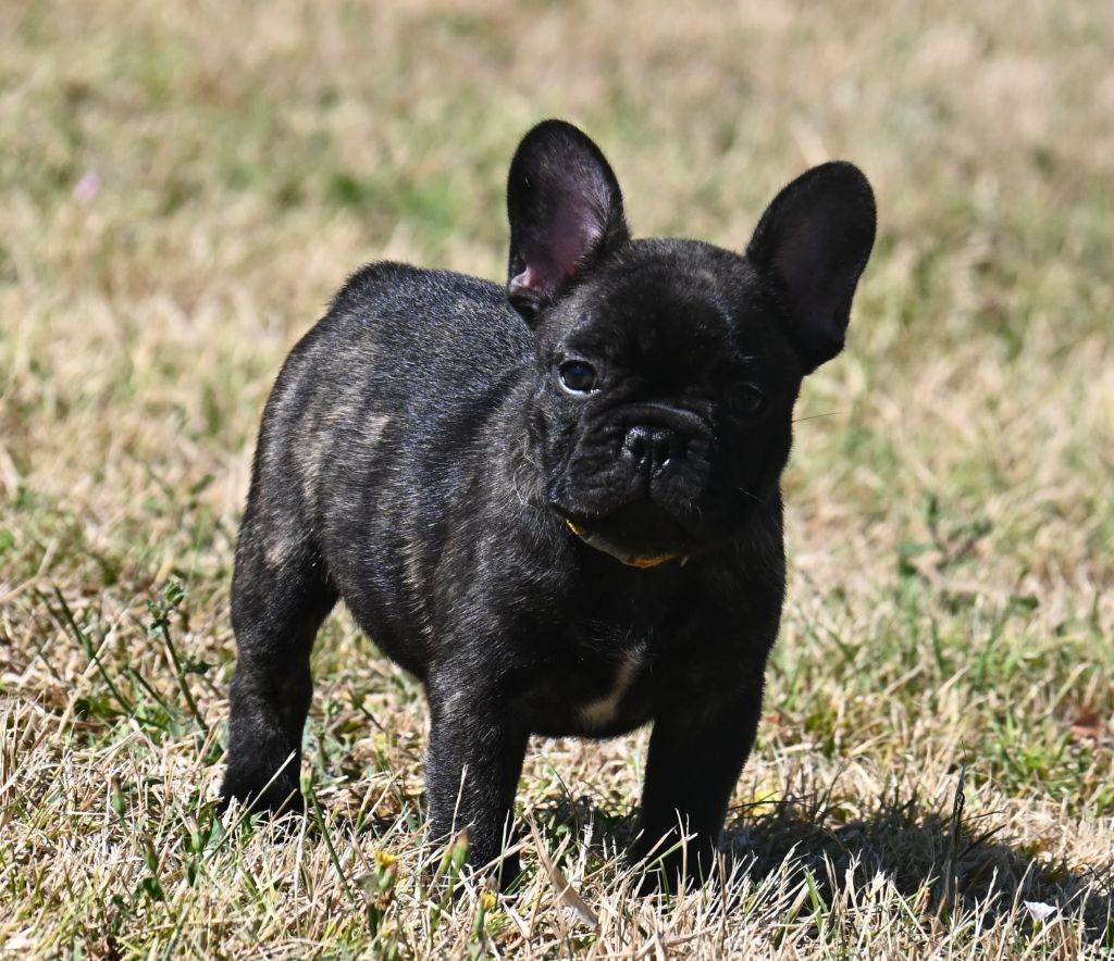 Chiot Bouledogue français des Nuits de Reves